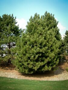 Сосна Чёрная (Pinus Nigra) купить по цене от 270.00р. в интернет-магазине «Посадика» с доставкой почтой в в Красный Холме и по всей России – [изображение №1].