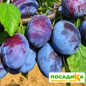 Слива Чачакская ранняя купить по цене от 229.00р. в интернет-магазине «Посадика» с доставкой почтой в в Красный Холме и по всей России – [изображение №1].