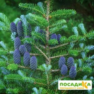 Пихта корейская (Abies koreana) купить по цене от 450.00р. в интернет-магазине «Посадика» с доставкой почтой в в Красный Холме и по всей России – [изображение №1].