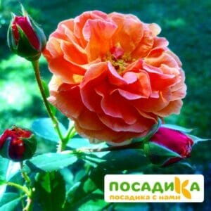 Роза Арабия купить по цене от 350.00р. в интернет-магазине «Посадика» с доставкой почтой в в Красный Холме и по всей России – [изображение №1].