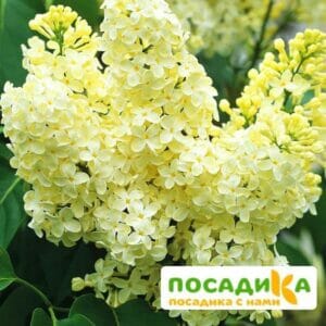 Сирень Примроуз (Primrose) купить по цене от 529.00р. в интернет-магазине «Посадика» с доставкой почтой в в Красный Холме и по всей России – [изображение №1].