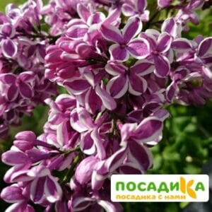 Сирень Сенсация купить по цене от 529.00р. в интернет-магазине «Посадика» с доставкой почтой в в Красный Холме и по всей России – [изображение №1].