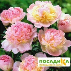 Пион Распберри Сандей (Paeonia Raspberry Sundae) купить по цене от 959р. в интернет-магазине «Посадика» с доставкой почтой в в Красный Холме и по всей России – [изображение №1].