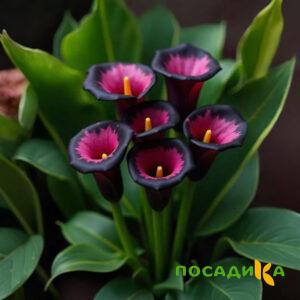 Калла Аура Лейс купить по цене от 400р. в интернет-магазине «Посадика» с доставкой почтой в в Красный Холме и по всей России – [изображение №1].