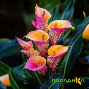 Калла Оникс купить по цене от 450р. в интернет-магазине «Посадика» с доставкой почтой в в Красный Холме и по всей России – [изображение №1].