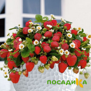 Клубника Рубиновый Шепот (горшечная) купить по цене от 240р. в интернет-магазине «Посадика» с доставкой почтой в в Красный Холме и по всей России – [изображение №1].