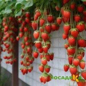 Клубника вьющаяся Комплимент купить по цене от 470р. в интернет-магазине «Посадика» с доставкой почтой в в Красный Холме и по всей России – [изображение №1].