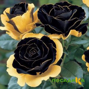 Роза Ханни Сикл купить по цене от 700р. в интернет-магазине «Посадика» с доставкой почтой в в Красный Холме и по всей России – [изображение №1].