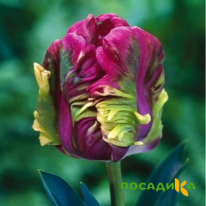 Тюльпан Экзотик Хэвен купить по цене от 186р. в интернет-магазине «Посадика» с доставкой почтой в в Красный Холме и по всей России – [изображение №1].