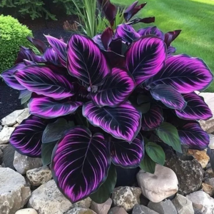 Хоста Люминоза купить по цене от 450р. в интернет-магазине «Посадика» с доставкой почтой в в Красный Холме и по всей России – [изображение №1].