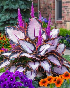 Хоста Кримэн Дрим купить по цене от 549р. в интернет-магазине «Посадика» с доставкой почтой в в Красный Холме и по всей России – [изображение №1].