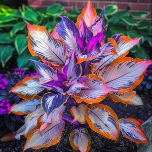 Хоста Эмеральд Тиара купить по цене от 602р. в интернет-магазине «Посадика» с доставкой почтой в в Красный Холме и по всей России – [изображение №1].