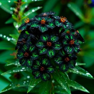 Флокс Ривьера купить по цене от 299р. в интернет-магазине «Посадика» с доставкой почтой в в Красный Холме и по всей России – [изображение №1].