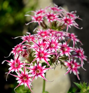 Флокс Метельчатый Путь купить по цене от 456р. в интернет-магазине «Посадика» с доставкой почтой в в Красный Холме и по всей России – [изображение №1].