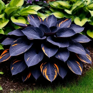 Хоста Умбра купить по цене от 349р. в интернет-магазине «Посадика» с доставкой почтой в в Красный Холме и по всей России – [изображение №1].