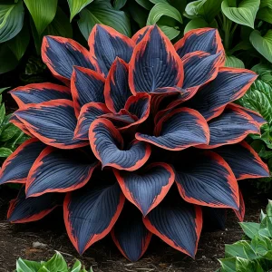 Хоста Солнечный Агат купить по цене от 440р. в интернет-магазине «Посадика» с доставкой почтой в в Красный Холме и по всей России – [изображение №1].