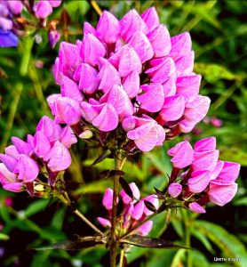 Флокс Бутоник купить по цене от 461р. в интернет-магазине «Посадика» с доставкой почтой в в Красный Холме и по всей России – [изображение №1].