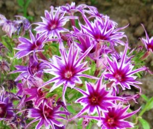 Флокс Звездное Кружево купить по цене от 361р. в интернет-магазине «Посадика» с доставкой почтой в в Красный Холме и по всей России – [изображение №1].