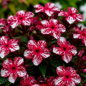 Флокс Ливер Гриммер купить по цене от 590р. в интернет-магазине «Посадика» с доставкой почтой в в Красный Холме и по всей России – [изображение №1].