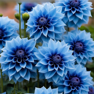 Георгин Вижапе купить по цене от 699р. в интернет-магазине «Посадика» с доставкой почтой в в Красный Холме и по всей России – [изображение №1].