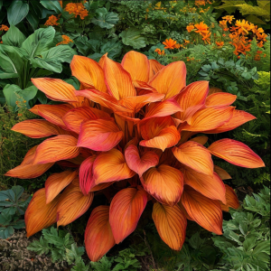 Хоста Солнечный Нектар купить по цене от 605р. в интернет-магазине «Посадика» с доставкой почтой в в Красный Холме и по всей России – [изображение №1].