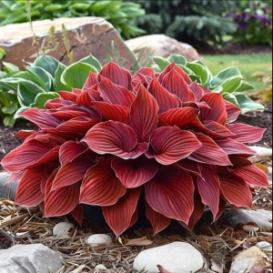 Хоста Малыш Шедевр купить по цене от 421р. в интернет-магазине «Посадика» с доставкой почтой в в Красный Холме и по всей России – [изображение №1].