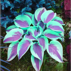 Хоста Висперин Бьюти купить по цене от 379р. в интернет-магазине «Посадика» с доставкой почтой в в Красный Холме и по всей России – [изображение №1].