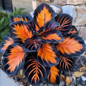 Хоста Сикрет Форест купить по цене от 601р. в интернет-магазине «Посадика» с доставкой почтой в в Красный Холме и по всей России – [изображение №1].