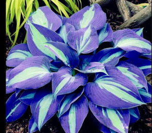 Хоста Аурелия купить по цене от 450р. в интернет-магазине «Посадика» с доставкой почтой в в Красный Холме и по всей России – [изображение №1].